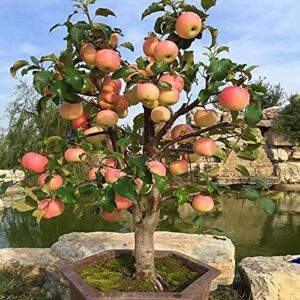 MITRAEE Dwarf Bonsai Apple Tree Seeds - 100 Pcs Seeds - Grow Exotic Indoor Fruit Bonsai