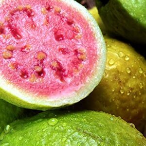 Pink Guava Plant - Psidium Guajava - Live Plant