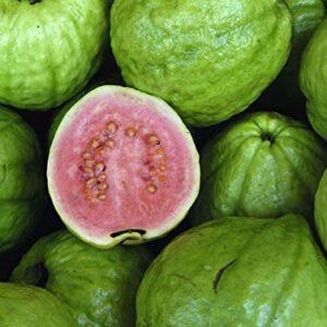 Pink Guava Plant - Psidium Guajava - Live Plant