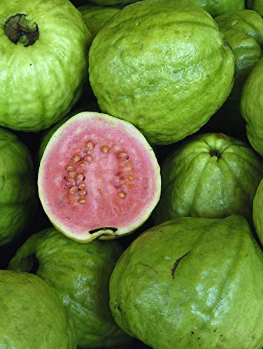 Pink Guava Plant - Psidium Guajava - Live Plant