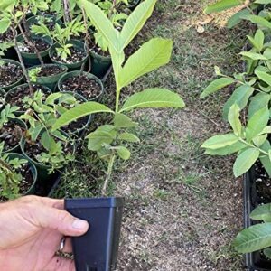 Pink Guava Plant - Psidium Guajava - Live Plant