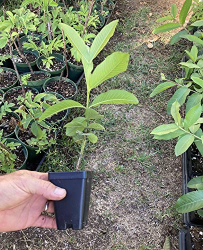 Pink Guava Plant - Psidium Guajava - Live Plant