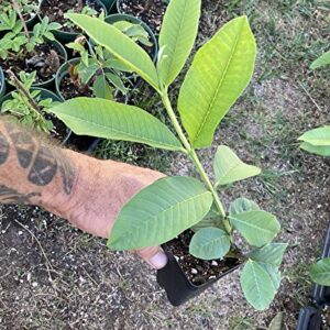 Pink Guava Plant - Psidium Guajava - Live Plant