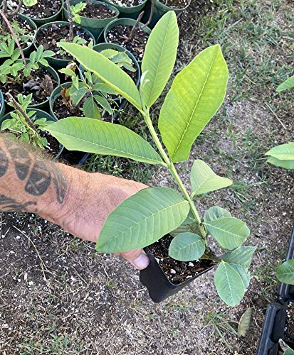 Pink Guava Plant - Psidium Guajava - Live Plant