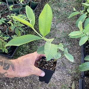 Pink Guava Plant - Psidium Guajava - Live Plant