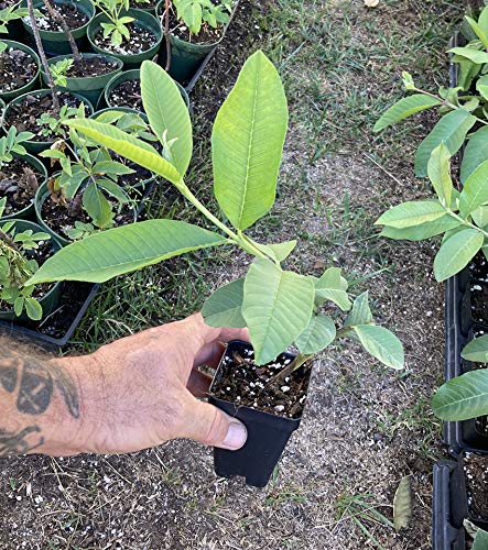 Pink Guava Plant - Psidium Guajava - Live Plant