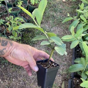 Pink Guava Plant - Psidium Guajava - Live Plant