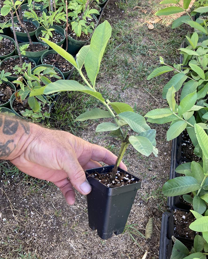 Pink Guava Plant - Psidium Guajava - Live Plant