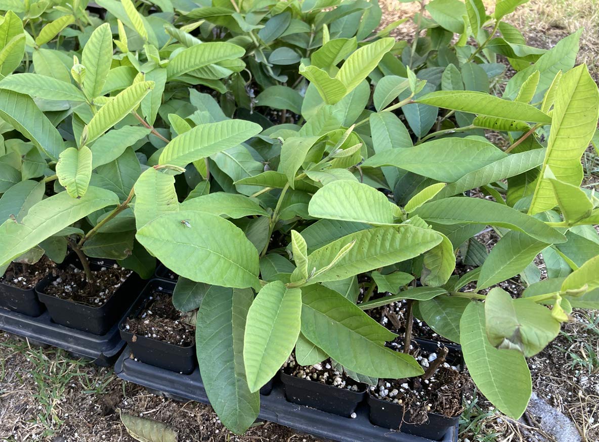 Pink Guava Plant - Psidium Guajava - Live Plant