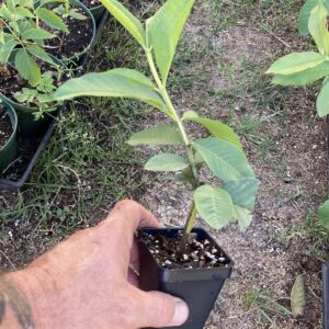 Pink Guava Plant - Psidium Guajava - Live Plant