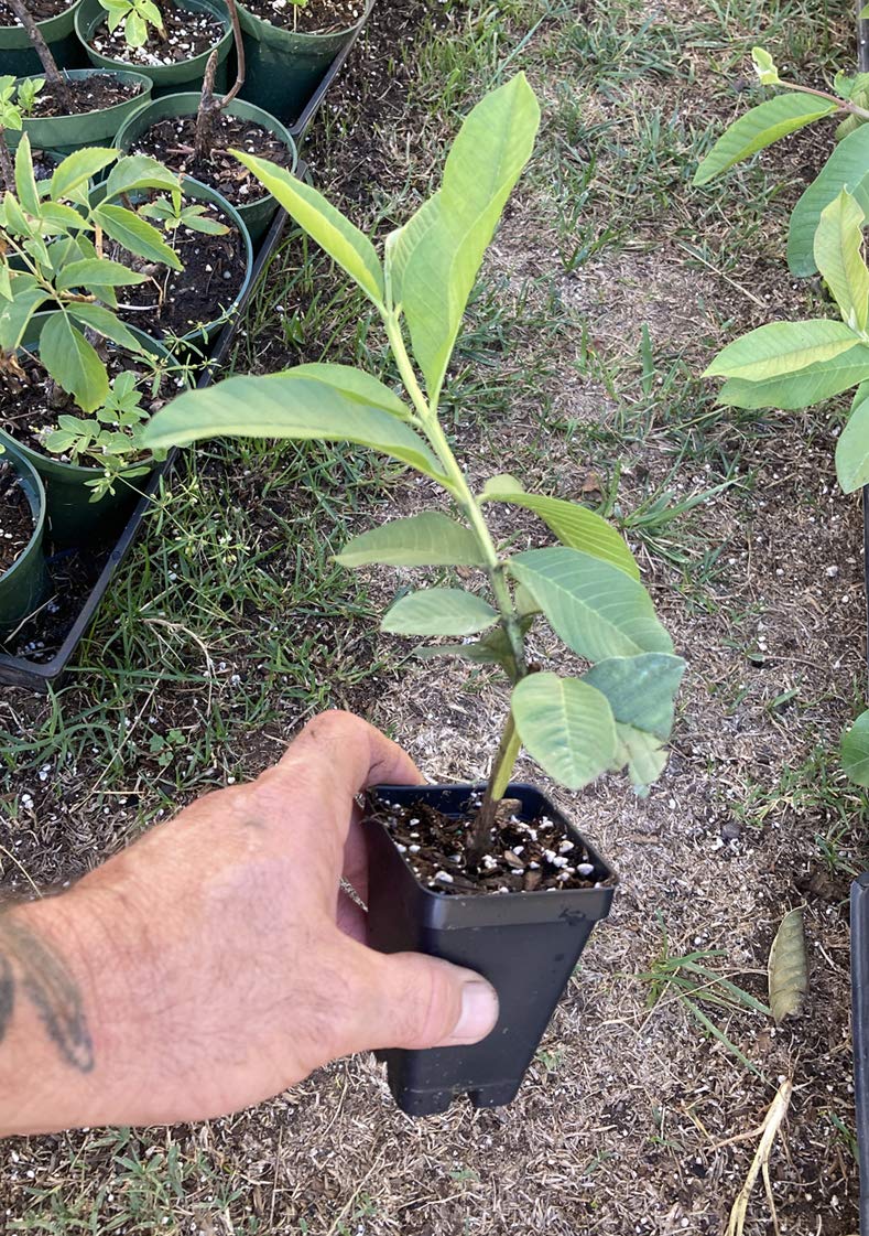 Pink Guava Plant - Psidium Guajava - Live Plant