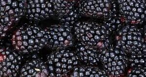 TriStar Plants- TripleCrown Blackberry Bush Thornless -2.5" cup, NO SHIP CALIFORNIA, Healthy Established Roots, Thornless Blackberries, Blackberry pie, Blackberry Jam Blackberry Plant