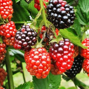 TriStar Plants- TripleCrown Blackberry Bush Thornless -2.5" cup, NO SHIP CALIFORNIA, Healthy Established Roots, Thornless Blackberries, Blackberry pie, Blackberry Jam Blackberry Plant