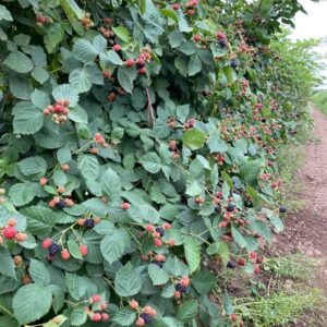 TriStar Plants- TripleCrown Blackberry Bush Thornless -2.5" cup, NO SHIP CALIFORNIA, Healthy Established Roots, Thornless Blackberries, Blackberry pie, Blackberry Jam Blackberry Plant