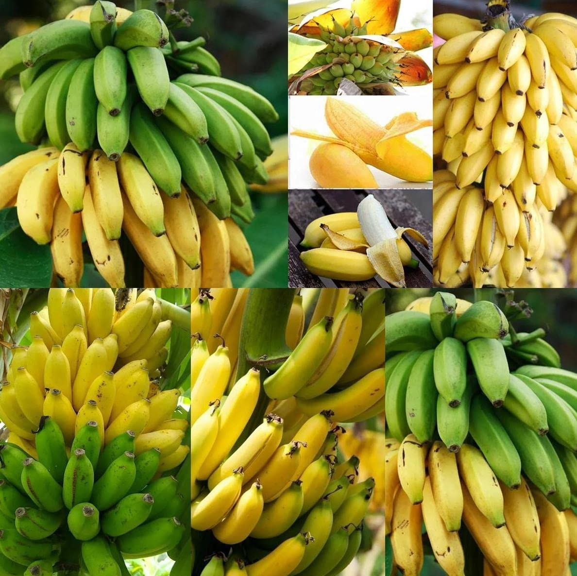 Fruit Seeds for Planting - Garden Fruit Seeds (Banana - 20 Seeds)