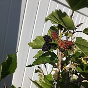 Dwarf Everbearing Mulberry Plant - Morus nigra - Live Plant