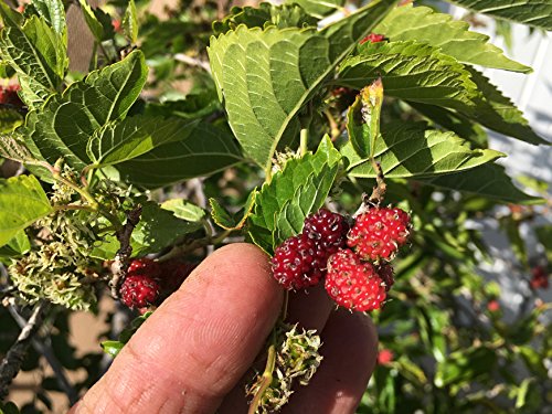 Dwarf Everbearing Mulberry Plant - Morus nigra - Live Plant