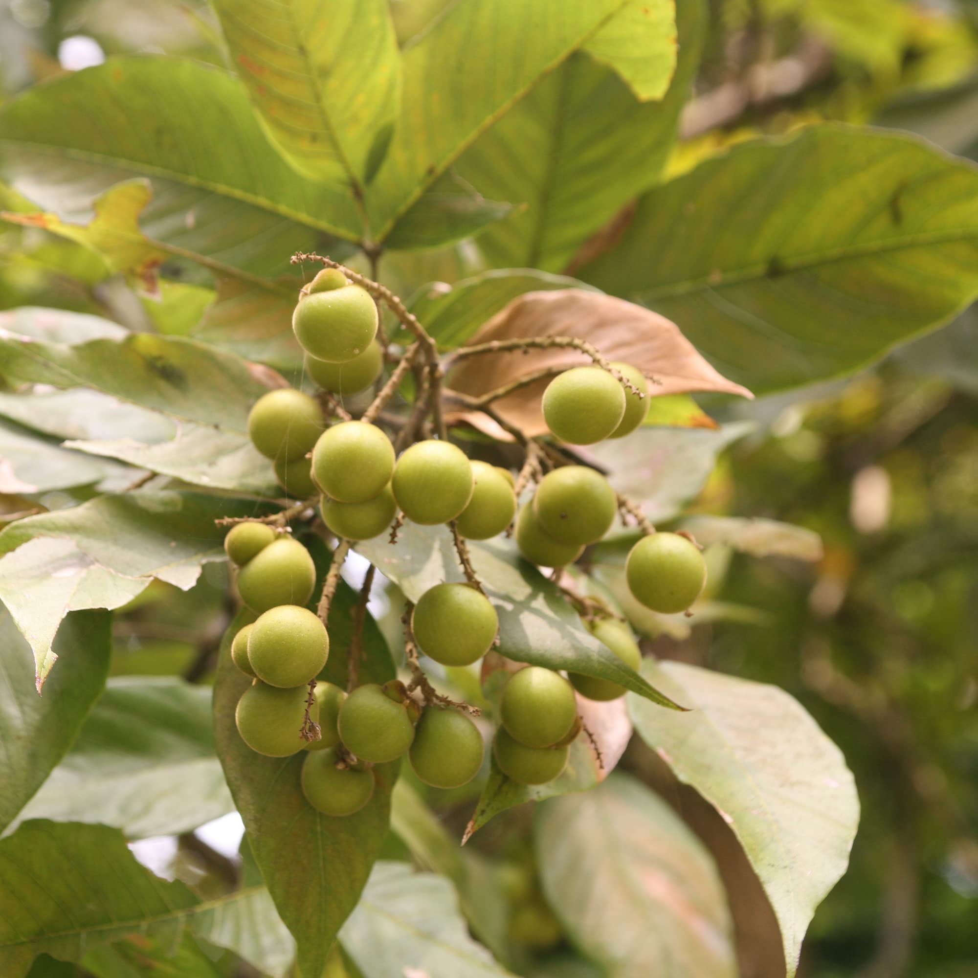 Sapindus Mukorossi Seeds Soapberry, Reetha Fruit Can be Used for Cleaning and Laundry Purposes Ornamental and Shade Tree Patio Outdoor 5Pcs Tree Seeds by YEGAOL Garden