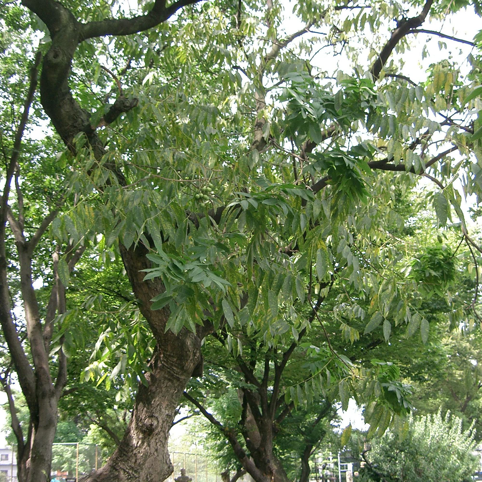 Sapindus Mukorossi Seeds Soapberry, Reetha Fruit Can be Used for Cleaning and Laundry Purposes Ornamental and Shade Tree Patio Outdoor 5Pcs Tree Seeds by YEGAOL Garden