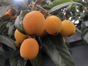 2 packages of loquat fruit eriobotrya japonica seeds - 5 seeds per package