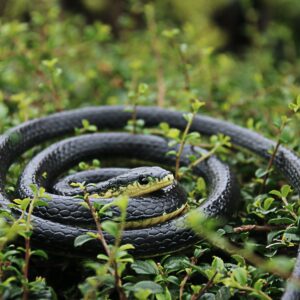 Homdipoo Realistic Fake Rubber Snake Toys Black That Look Real Prank Stuff Cobra 49 Inch Long