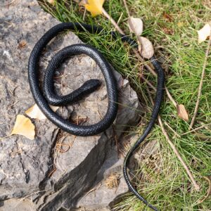 Brandon-super Realistic Rubber Black Snake 52 Inch Long Scare Toy