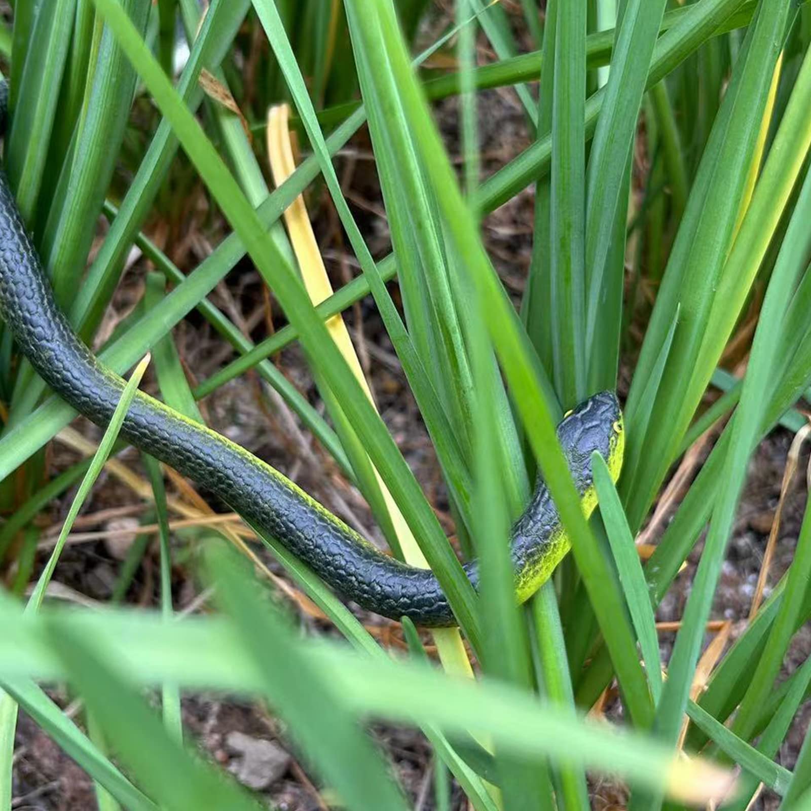 Porgaten Fake Snake Rubber Snake Toy, 4 Pieces Realistic Black Mamba Snakes That Look Real for Garden Props to Keep Birds Away, Novelty Toys for Playing Jokes Prank Stuff for Halloween Party Favor