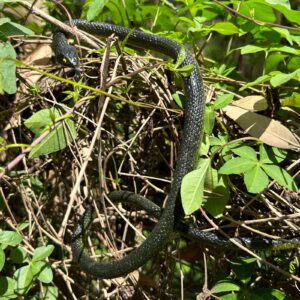 Porgaten Fake Snake Rubber Snake Toy, 4 Pieces Realistic Black Mamba Snakes That Look Real for Garden Props to Keep Birds Away, Novelty Toys for Playing Jokes Prank Stuff for Halloween Party Favor