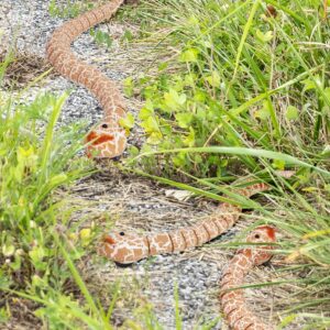 Giveme5 16" Long Rechargeable Remote Control RC Snake Toy Realistic Cobra Snake Toy Fake Snake Prank Halloween for Kids Play (Orange)