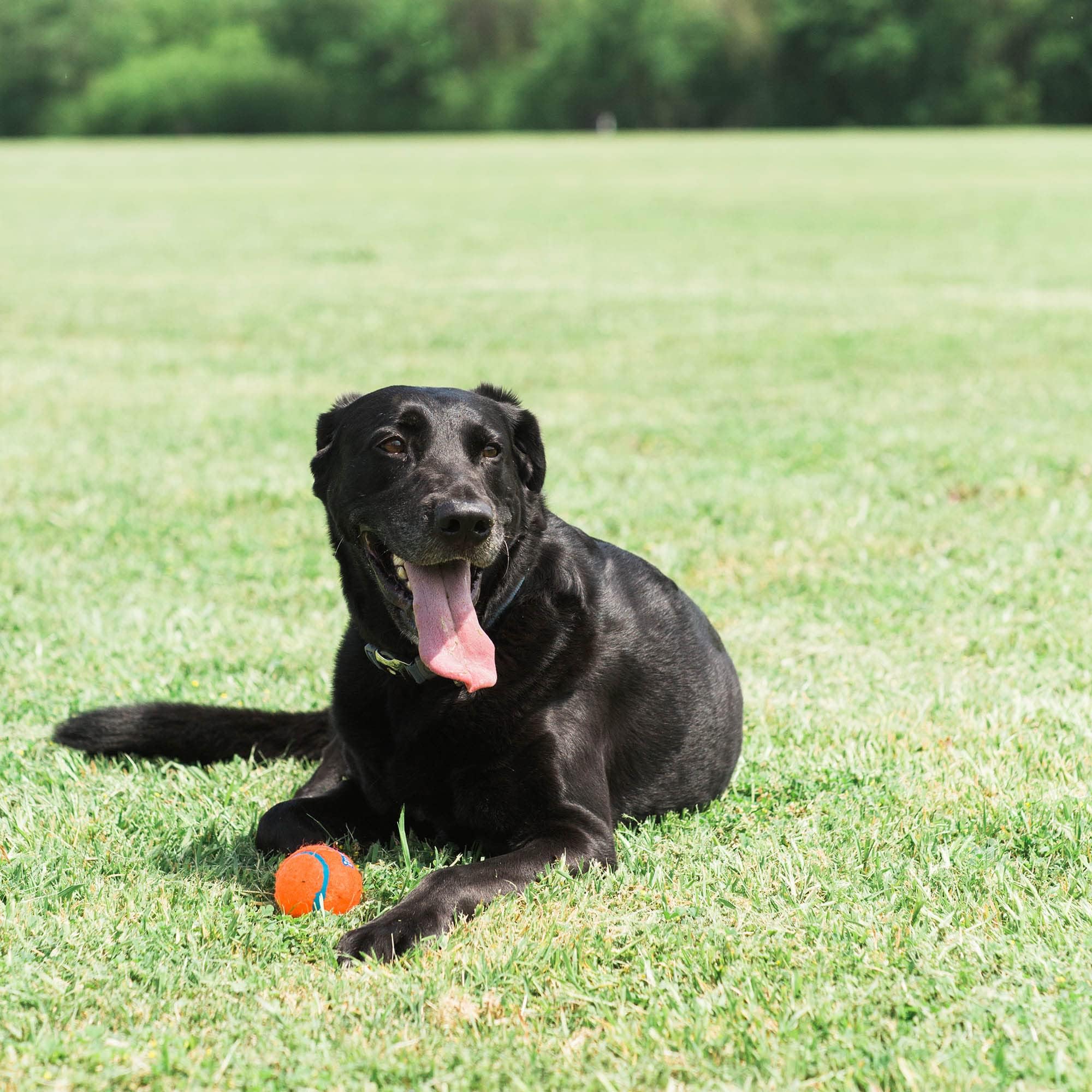 Chuckit Dog Tennis Ball Dog Toy, Large (3 Inch Diameter) for dogs 60-100 lbs, Pack of 2