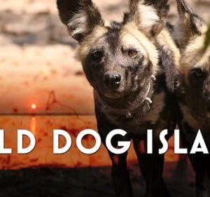 Wild Dog Island