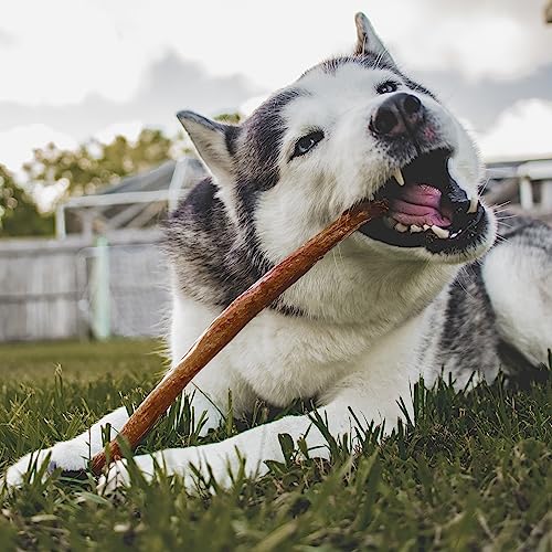 Cadet Bully Hide Sticks for Small, Medium and Large Dogs – All-Natural Beef Pizzle, High Protein, Low Fat, Long-Lasting, Grain & Rawhide-Free Dog Chews for Aggressive Chewers, Large (7 Count)