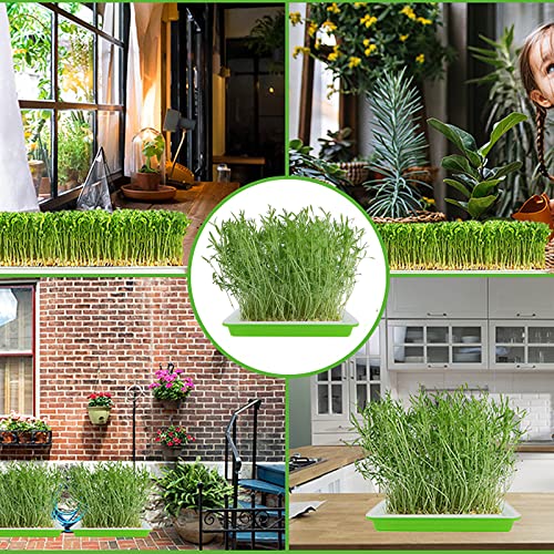 Seed Sprouter Trays 3 Packs , Microgreens Growing Trays Nursery Tray Bean Sprouts Sprouting Container Kit with Lid Wheatgrass Cat Grass Seedling Planting Storaging Trays for Garden Home Office