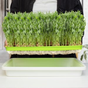 SUNPRO 3-Pack Seed Sprouter Tray BPA Free PP Soil-Free Big Capacity Healthy Wheatgrass Grower Sprouting Container Kit (3Packs,Green Mesh Tray with 6 Zone,White Bottom Tray)