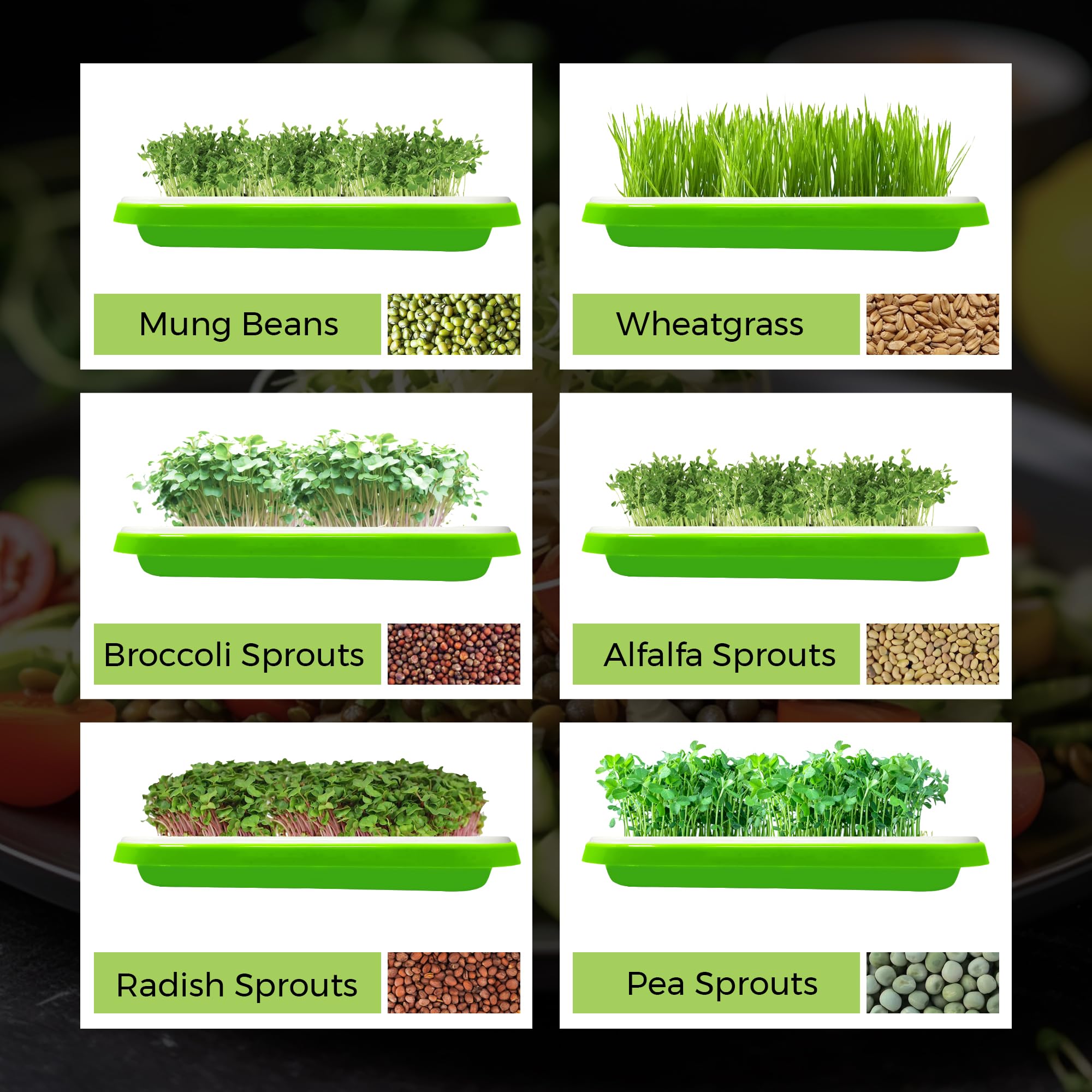 HomeGrowing Essentials Sprouting Tray with 40g Mung Bean Seeds, Sprouting Kit, BPA-Free Sprouting Trays for Sprouts and Microgreens, Wheatgrass or Cat Grass, Broccoli and Bean Sprouts Growing Kit