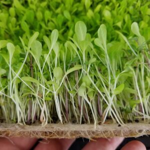 Biostrate Felt Micro Greens Kit, 10 Sheets of Biodegradable Felt Pads with Tray and Dome