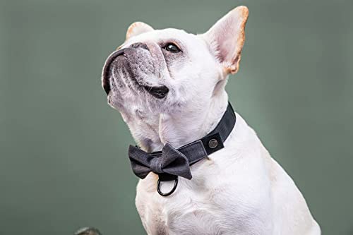 BOW Gentle - Modular Dog Collar