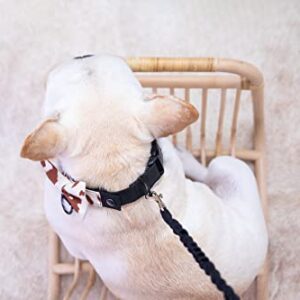 BOW Teddy - Modular Dog Collar