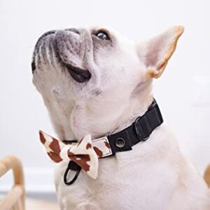 BOW Teddy - Modular Dog Collar