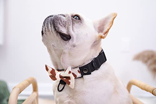 BOW Teddy - Modular Dog Collar