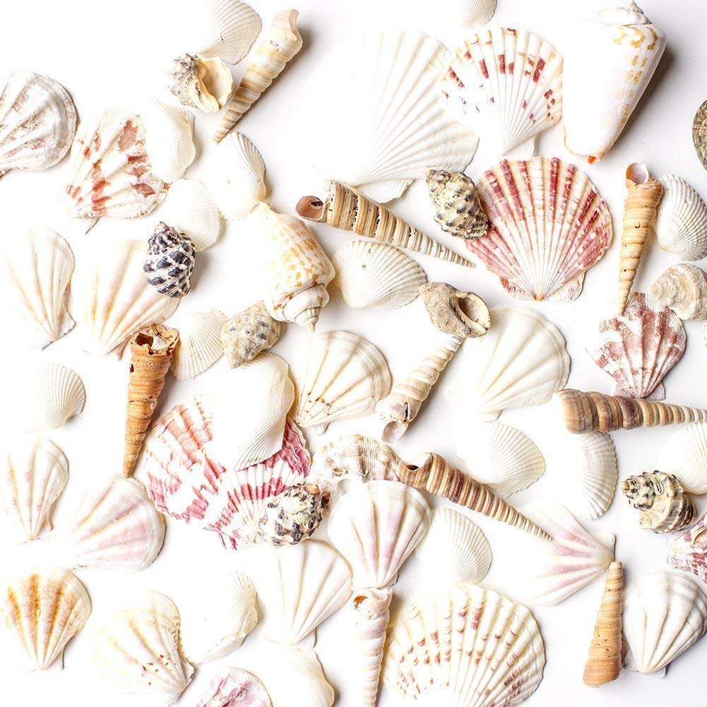 Super Z Outlet Mixed Ocean Beach Fairy Garden Assorted Seashells Marine Life for Decorations, Arts & Crafts, Party Favors Collection (Approx. 50 Pieces)