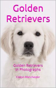 golden retrievers: golden retrievers in photographs