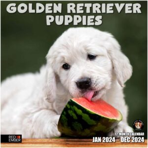 red ember golden retriever puppies 2024 hangable monthly wall calendar | 12" x 24" open | thick & sturdy paper | giftable | cute dog | every day is golden