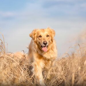 2024 Golden Retriever Wall Calendar 16-Month X-Large Size 14x22, Best Golden Retriever Dog Calendar by The KING Company-Monster Calendars