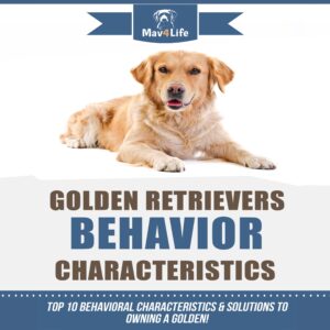 golden retrievers behavior characteristics: top 10 behavioral characteristics & solutions to owning a golden!