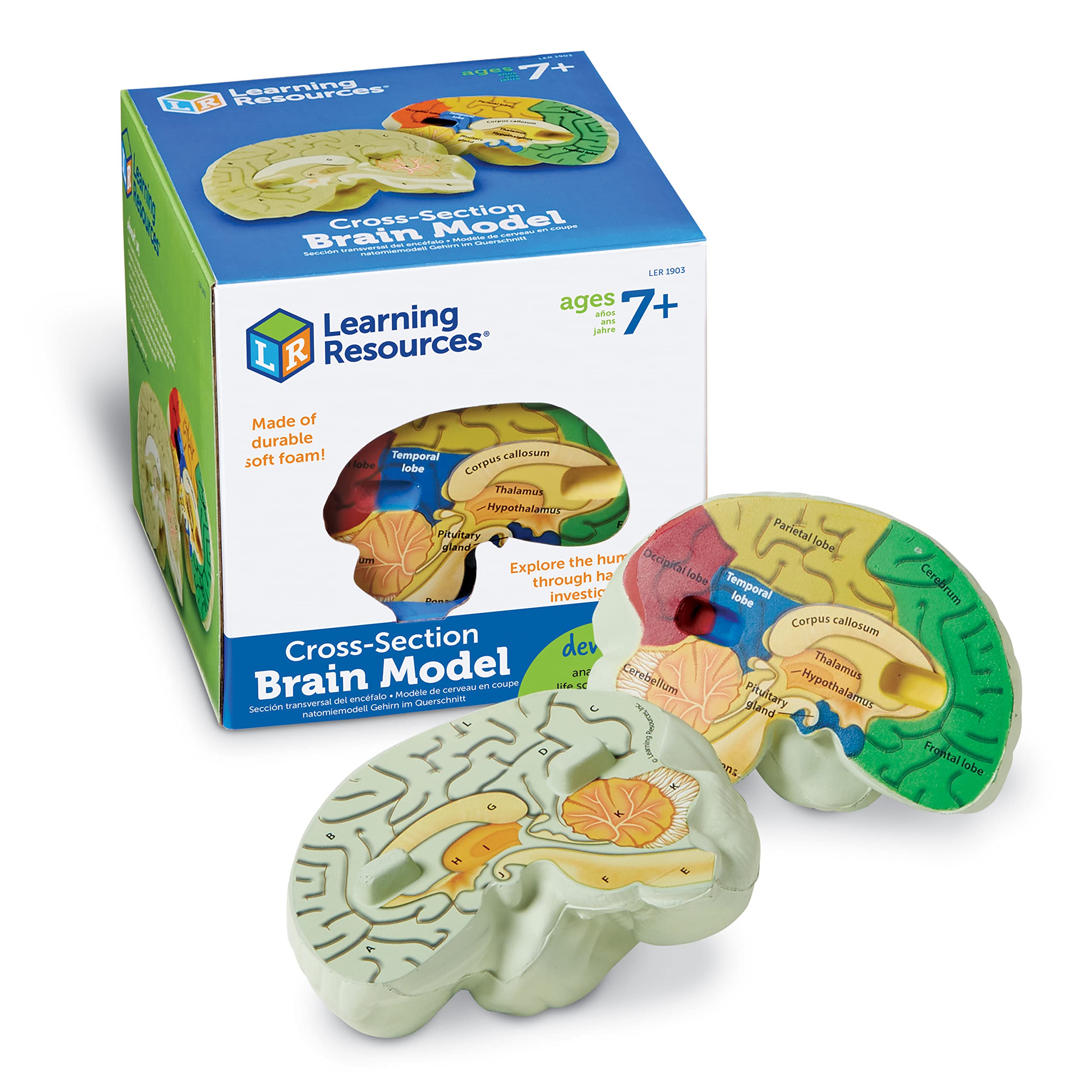 Learning Resources Cross-section Brain Model - 2 Pieces, Ages 7+ Brain Anatomy Model, Brain Functions Model, Human Anatomy for Kids, Foam Brain Model,Back to School Supplies