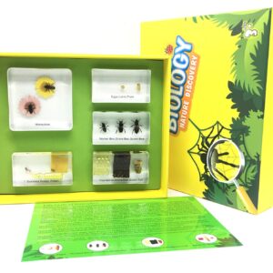 Lifecycle of a Honey Bee in Acrylic Block Science Classroom Specimens for Science Education