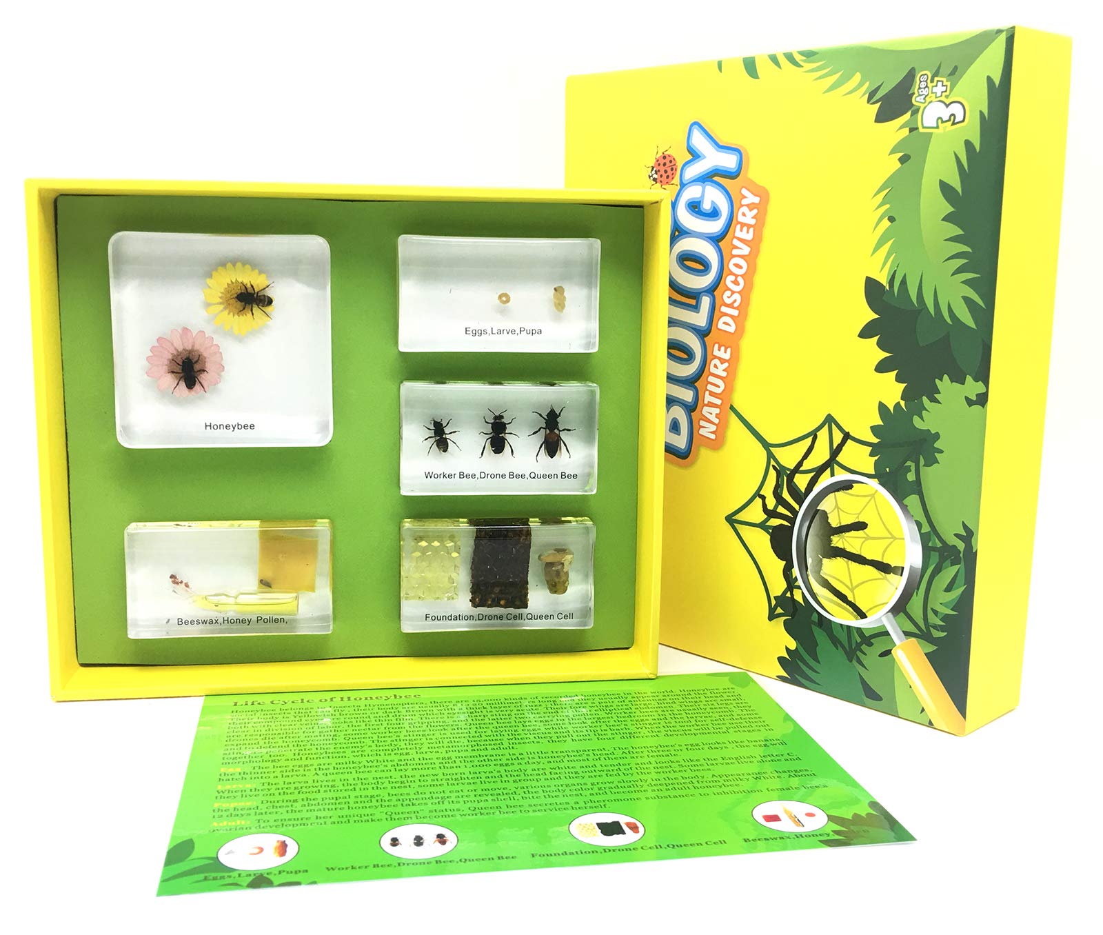 Lifecycle of a Honey Bee in Acrylic Block Science Classroom Specimens for Science Education