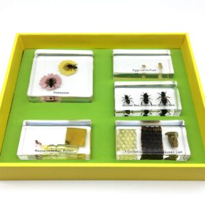 Lifecycle of a Honey Bee in Acrylic Block Science Classroom Specimens for Science Education