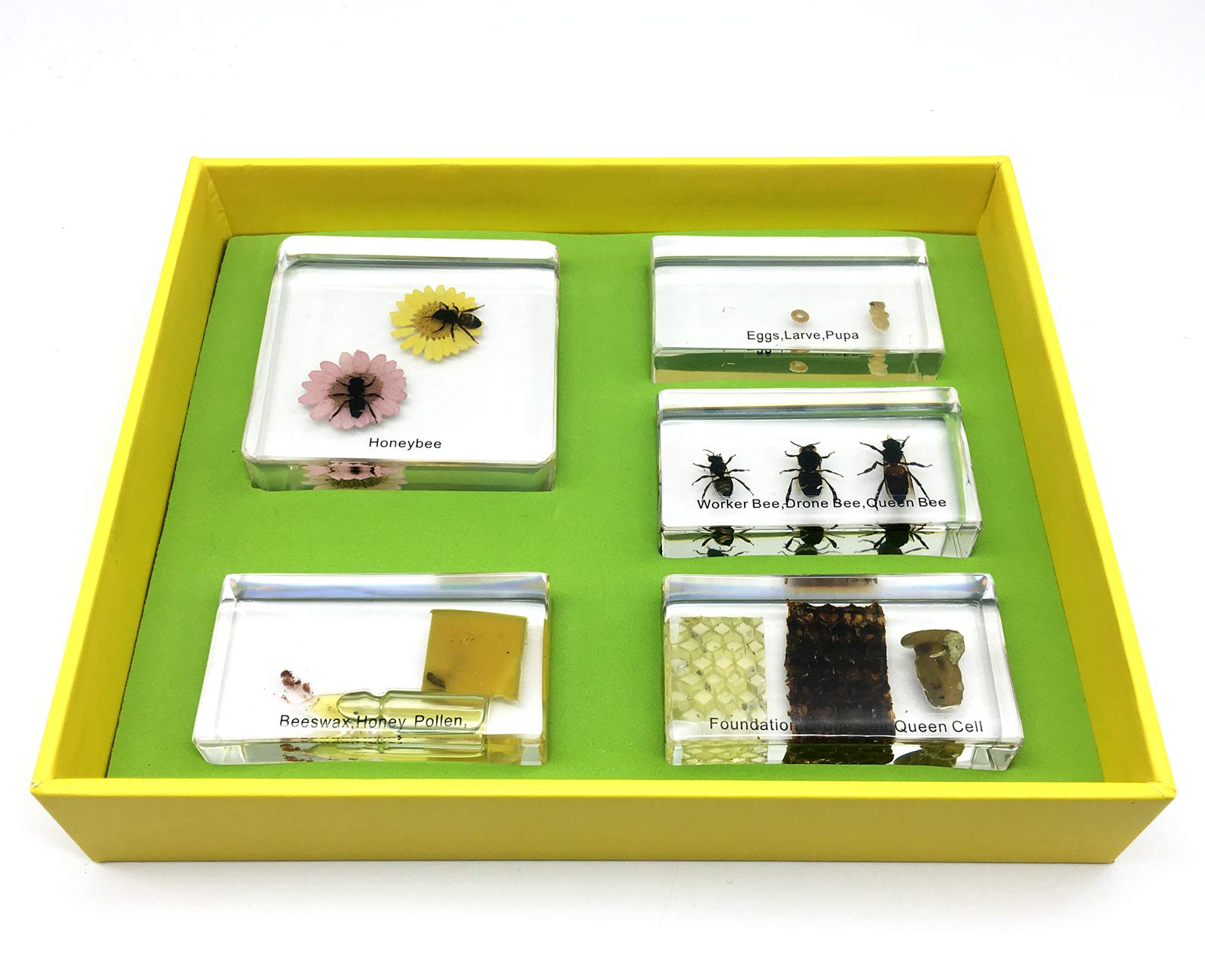 Lifecycle of a Honey Bee in Acrylic Block Science Classroom Specimens for Science Education